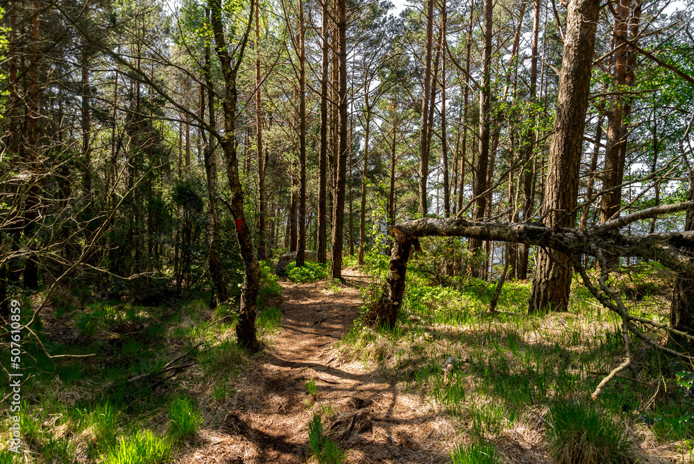 A broken tree along the path through the forest on Lifjel mountain slope, Sandnes, Norway, May 2018