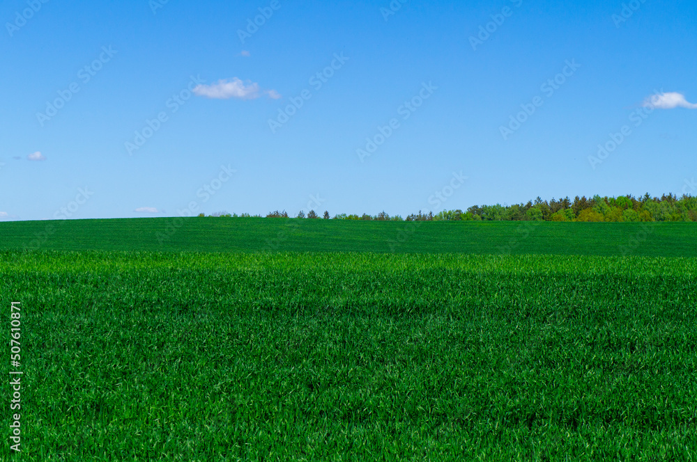 Beautiful green landscape with seedlings and grass growing up under a blue sky Beautiful green landscape with seedlings and grass growing up under a blue sky
