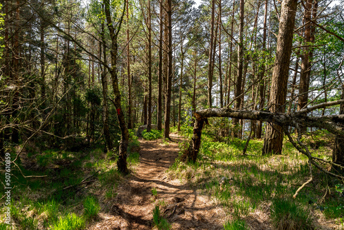Obraz na płótnie A broken tree along the path through the forest on Lifjel mountain slope, Sandnes, Norway, May 2018 w salonie