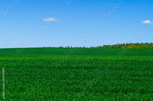 Beautiful green landscape with seedlings and grass growing up under a blue sky