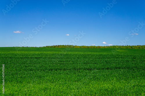 Beautiful green landscape with seedlings and grass growing up under a blue sky