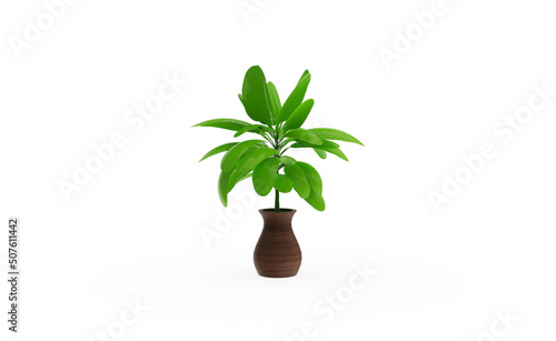 Chinese Evergreen plant without shadow 3d render