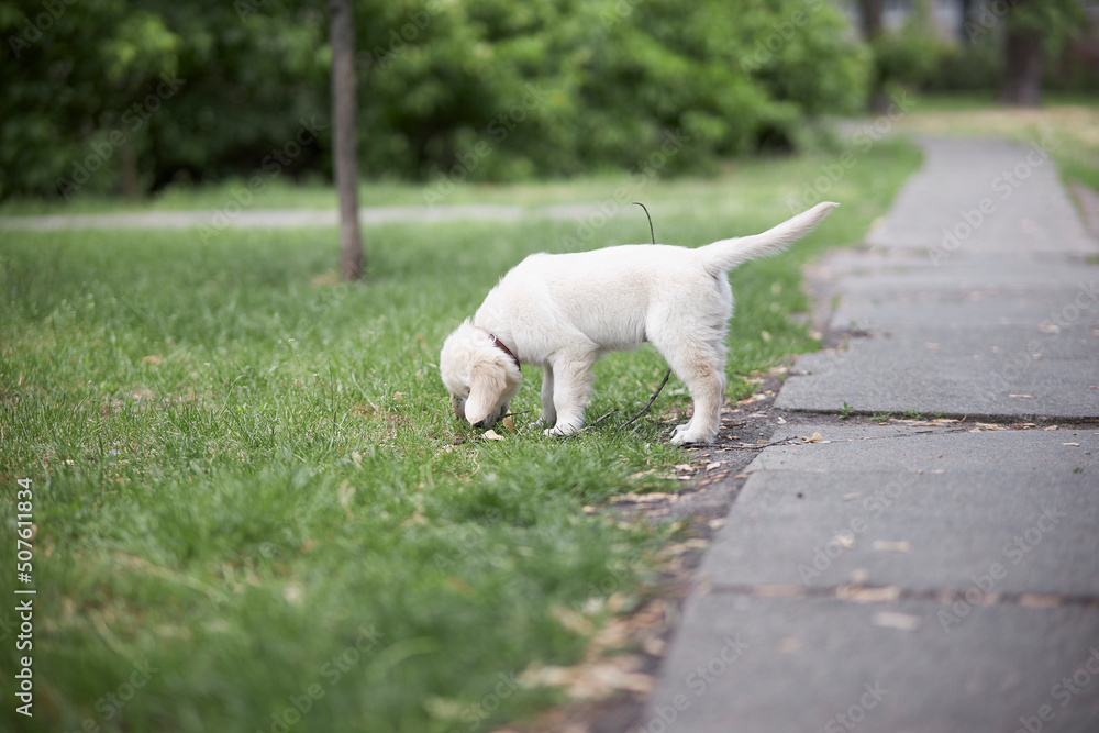  A young Golden Retriever sniffing the ground. Cute little golden retriever puppy sniffing green grass 