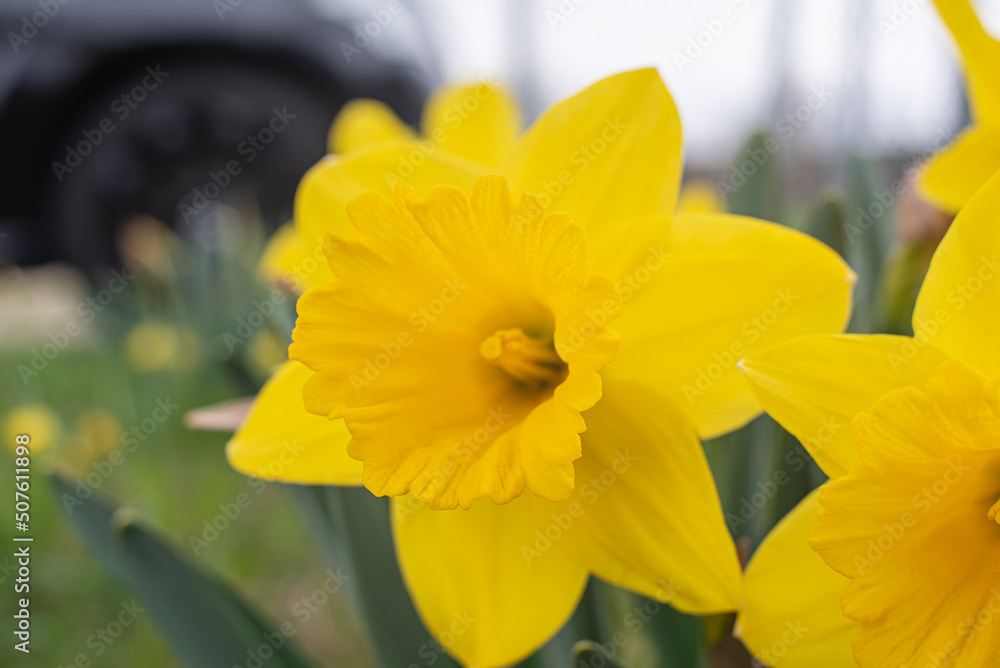 a yellow daffodil blossom in a garden a yellow daffodil blossom in a garden