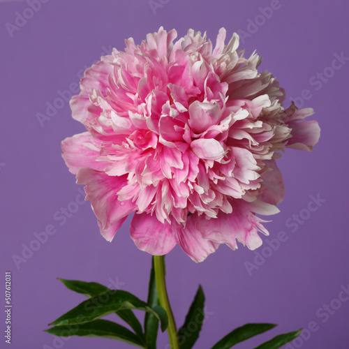 Beautiful rose-shaped peony flower in pink color isolated on purple background.