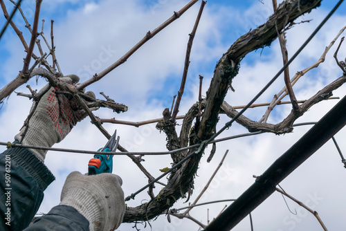 pruning a grape bush, branch, Pruning the vine of grapes. kitchen-garden, Forming a grape bush