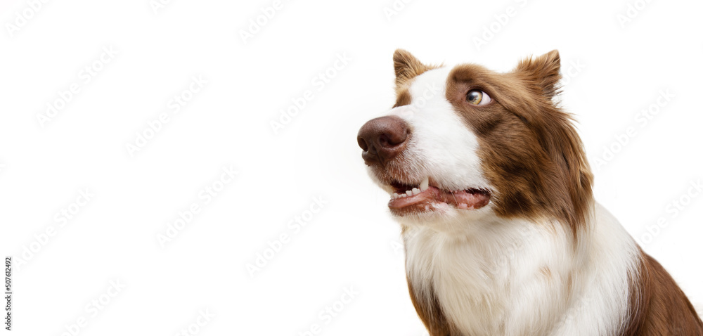 Funny dog expression. Brown border collie looking away with stressed, worried, surprised face. Isolated on white background