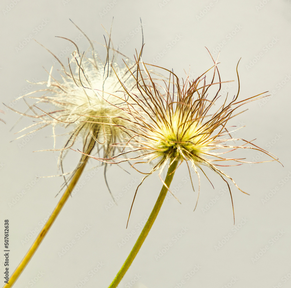 flower seeds on a black background