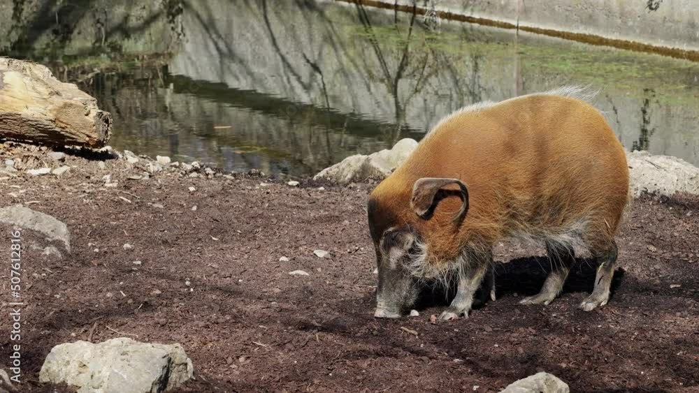 Red river hog, Potamochoerus porcus, also known as the bush pig. This pig has an acute sense of smell to locate food underground. Red river hog, Potamochoerus porcus, also known as the bush pig. This pig has an acute sense of smell to locate food underground.