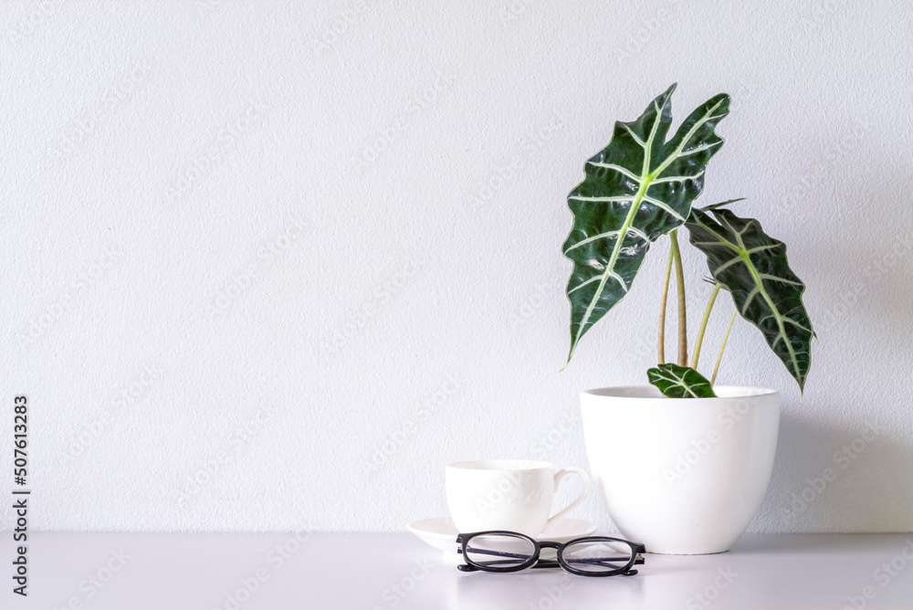Eyeglasses and white coffee cup and Alocasia sanderiana Bull or Alocasia Plant on the table and white wall background Eyeglasses and white coffee cup and Alocasia sanderiana Bull or Alocasia Plant on the table and white wall background