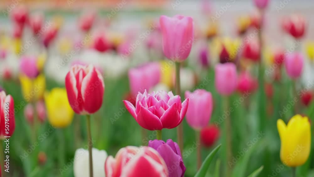 Tulips of different colors swing in the wind. Close-up. Tulips of different colors swing in the wind. Close-up.