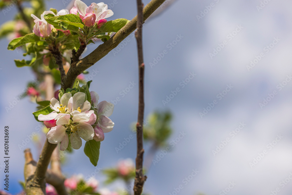 Beautiful macro view of gorgeous blooming apple tree branch. Beautiful macro view of gorgeous blooming apple tree branch.