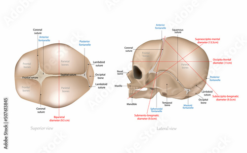 Slika na platnu Fetal Skull Dimensions