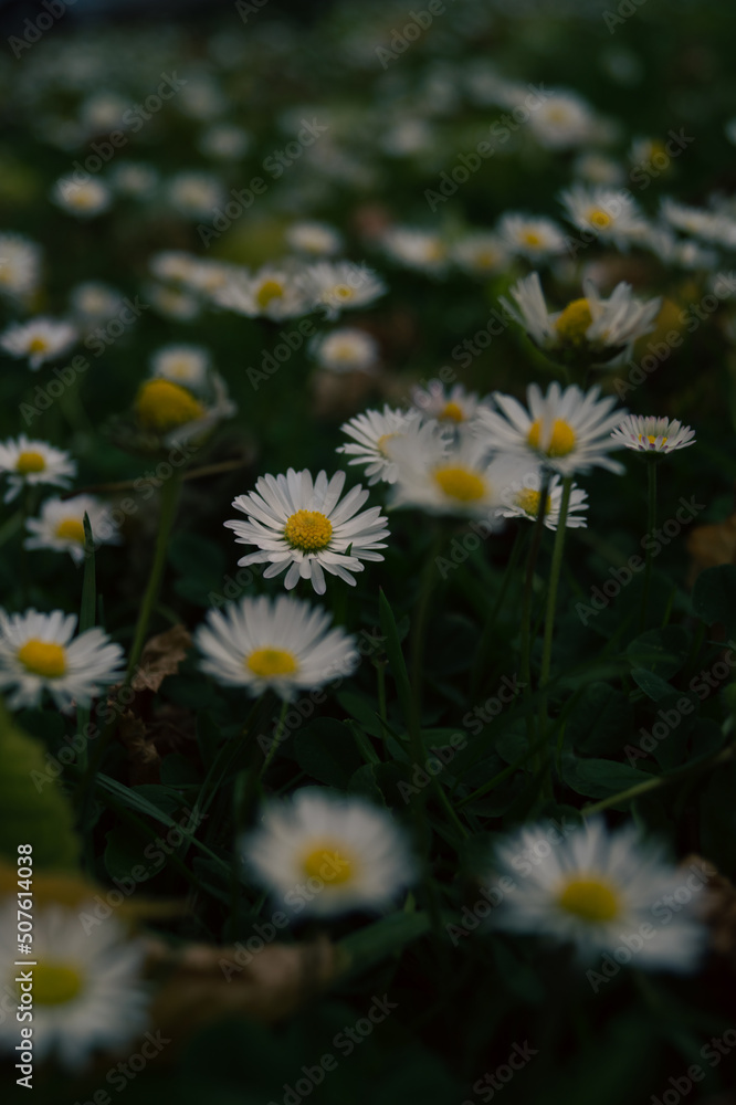 Obraz premium daisies in the garden