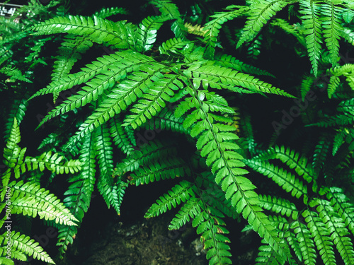 Green fern in a garden. Cyrtomium fortunei