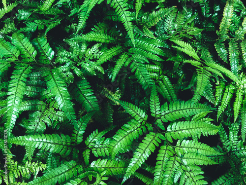 Green fern in a garden. Cyrtomium fortunei