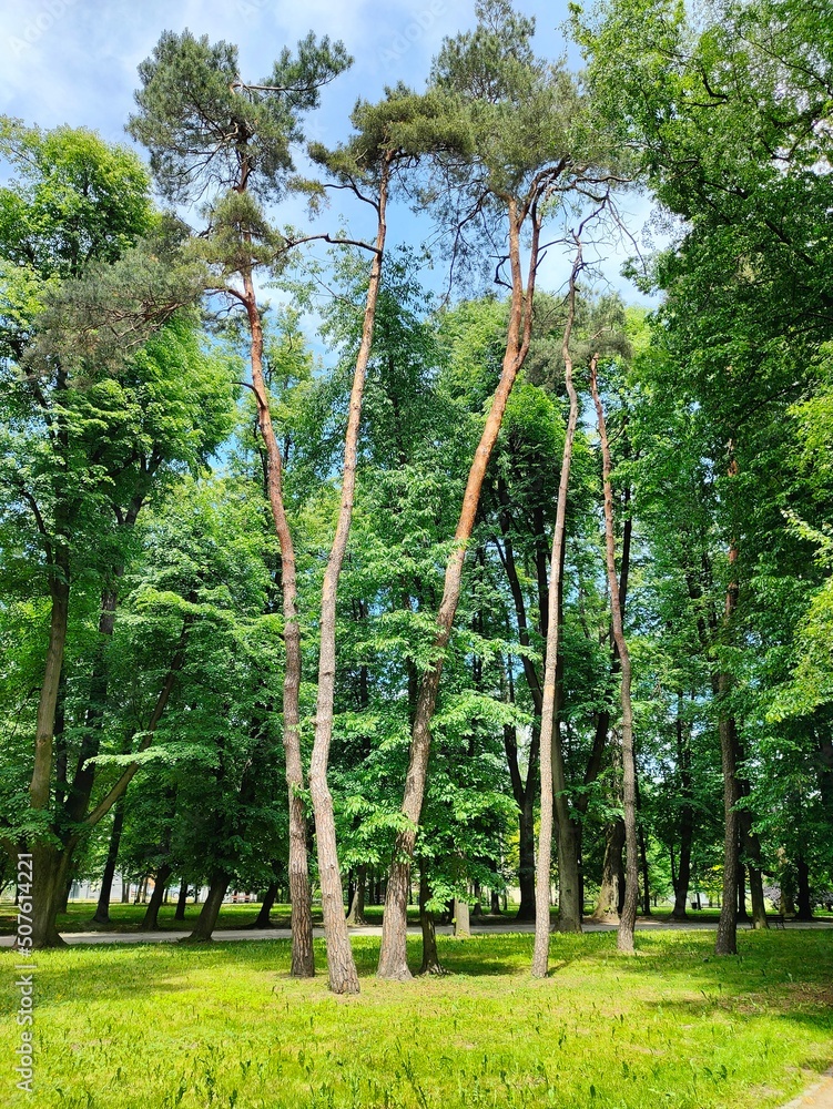 Fototapeta premium trees in the park