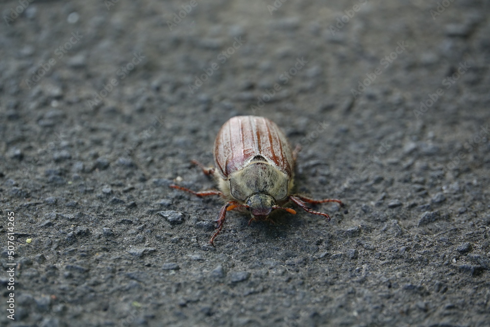 cockchafer beetle (Melolontha melolontha) cockchafer beetle (Melolontha melolontha)