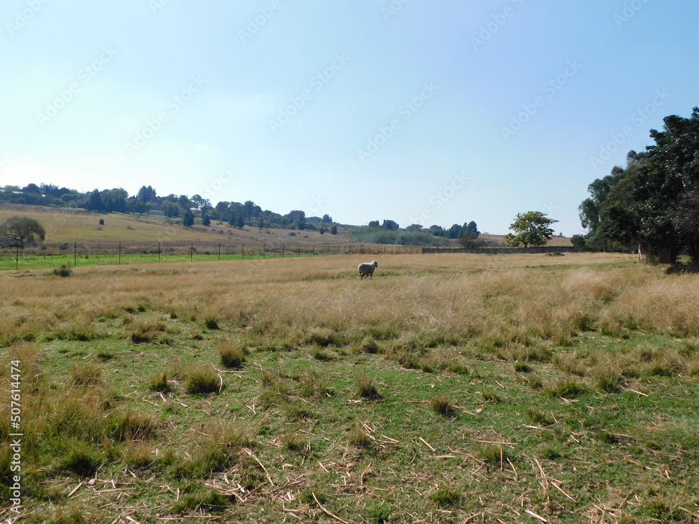 An isolated Hampshire sheep ram walking in a grass field under a blue sky on a sunny day, in Gauteng, South Africa