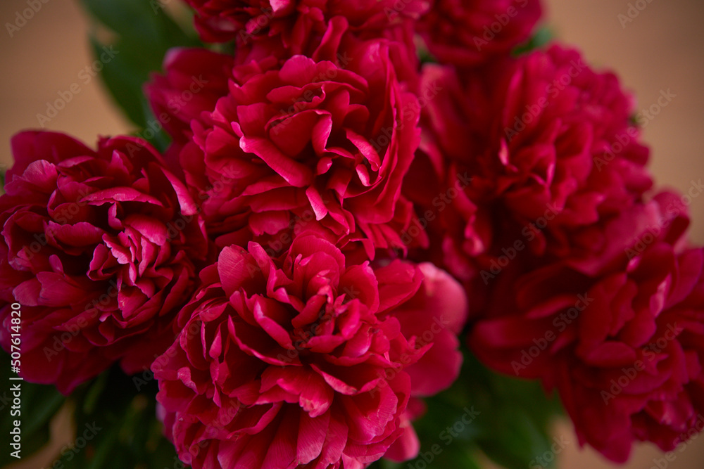 bouquet of peonies. Beautiful bouquet. Close-up of peonies. 