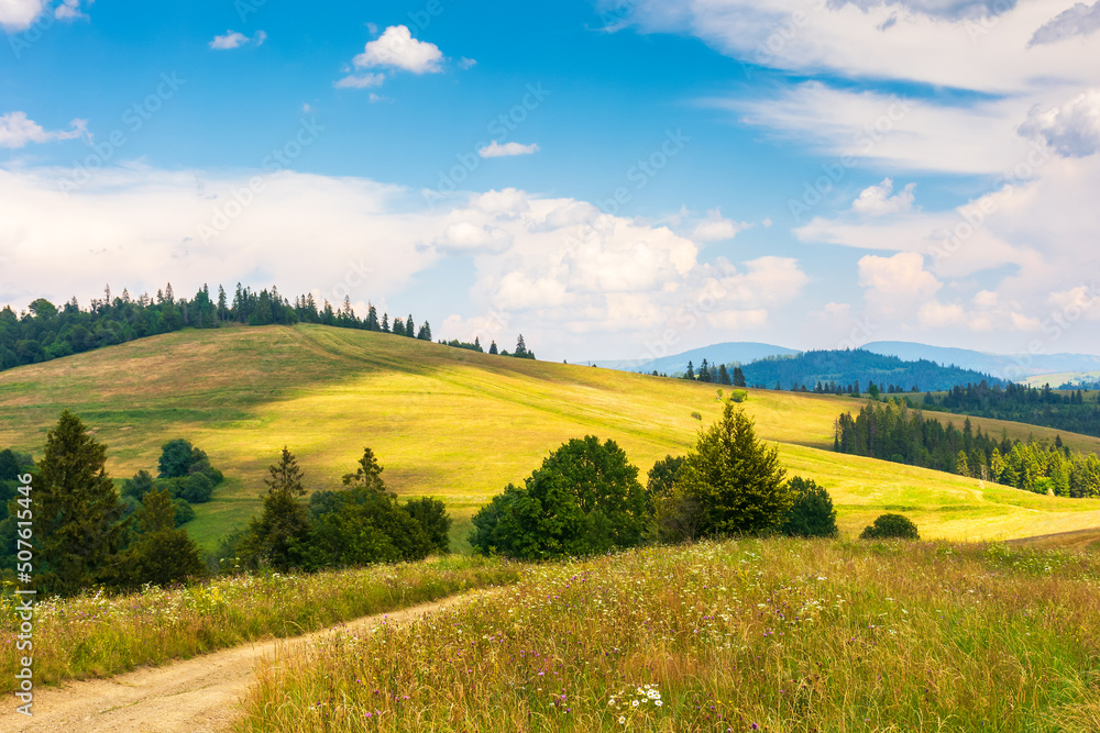 path through grassy fields. rural landscape with rolling hills and pastures in summer. trees and forest on the slopes. white fluffy clouds on the blue sky. idyllic countryside scenery of carpathians