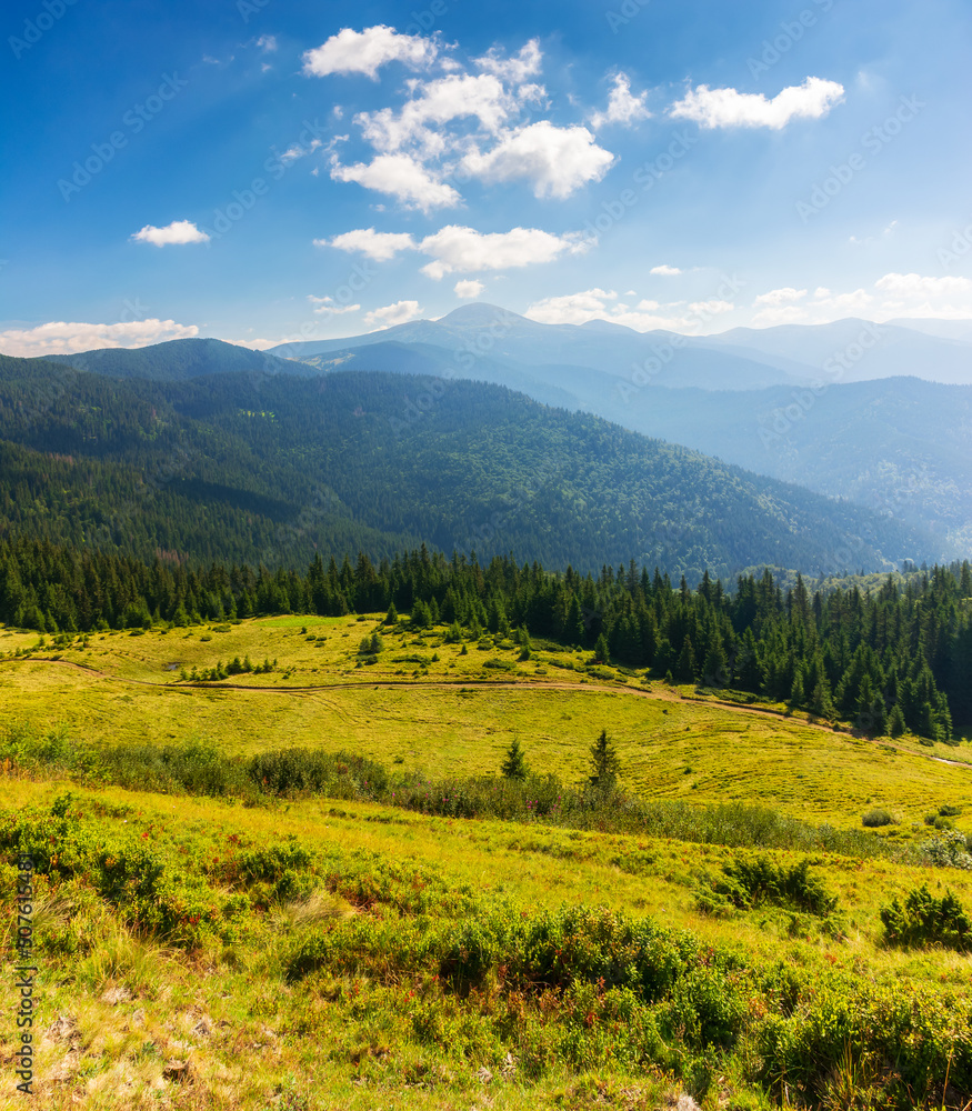 carpathian mountain landscape in summer. forested hills and grassy meadows in morning light. chornohora ridge and hoverla peak in the distance. popular travel destination of ukraine. clouds on the sky carpathian mountain landscape in summer. forested hills and grassy meadows in morning light. chornohora ridge and hoverla peak in the distance. popular travel destination of ukraine. clouds on the sky