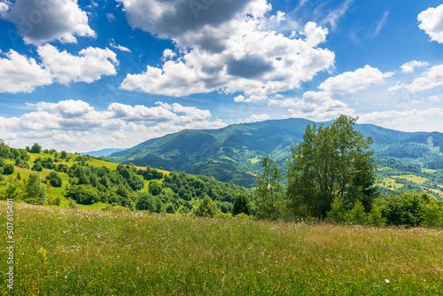 trees on a grassy field in mountains. scenic rural landscape with meadow in summer. countryside scenery on a sunny day. idyllic green nature background. bright weather with white clouds on a blue sky