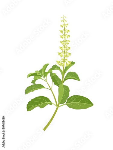Vector illustration of Ocimum tenuiflorum, known as holy basil or tulsi, isolated on white background.