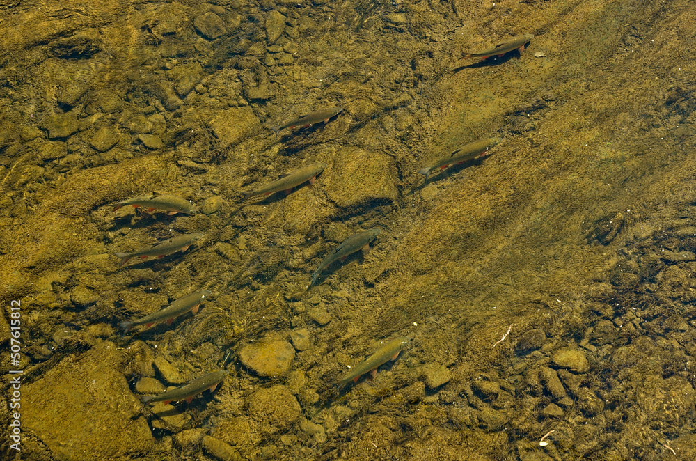 Chubs in the San River in the Podkarpacie region.