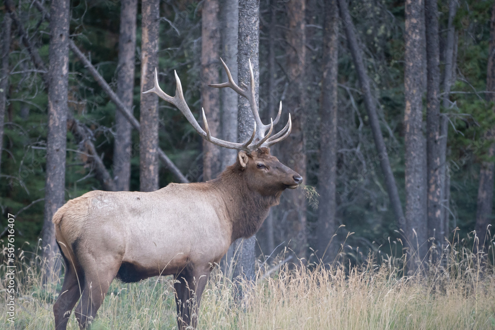 Male elk with big antlers standing in the forest , Jasper NP, Canada Male elk with big antlers standing in the forest , Jasper NP, Canada