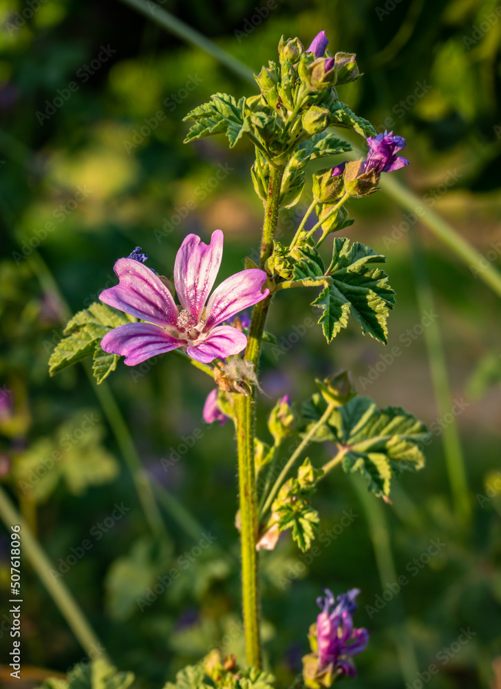 Wild mallow (Malva sylvestris L.), sometimes also called forest mallow - a plant species belonging to the malvaceae family Wild mallow (Malva sylvestris L.), sometimes also called forest mallow - a plant species belonging to the malvaceae family