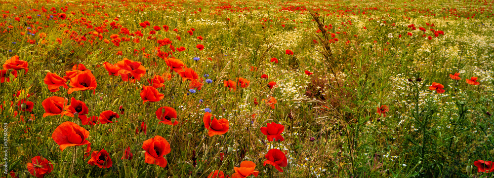 Panoramic banner with beautiful meadow field landscape with red poppies and white marguerite flowers, at warm sunset colors in summer, at sunny day, as background with copy space.