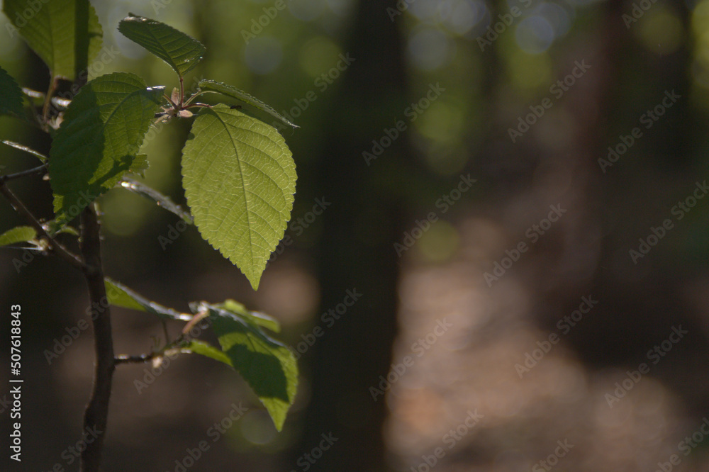 The green leaf of the tree is illuminated. On a dark background. The green leaf of the tree is illuminated. On a dark background.