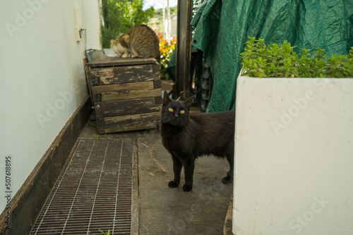 Cat on the street