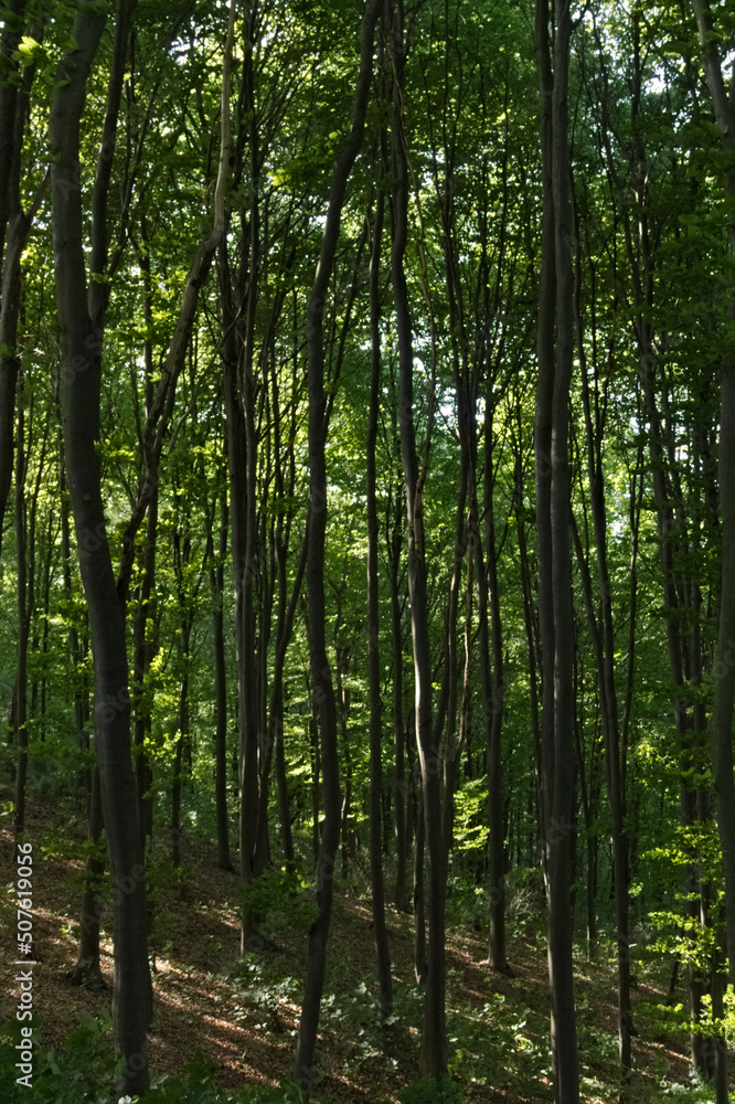 Green forest. The rays of the sun. Green leaves. Vertical. Green forest. The rays of the sun. Green leaves. Vertical.
