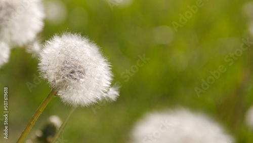 Dandelion among the green lawn. On a blurred background. Place for text. Macro.