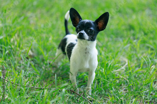 Cute little dog walking on the grass in the park. © KDdesignphoto