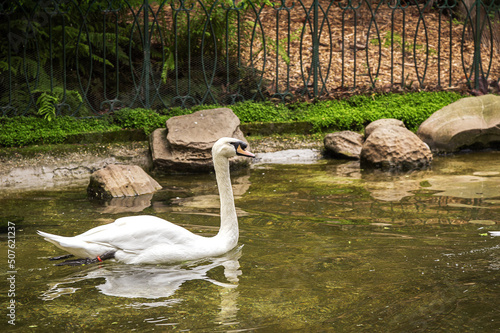 Beautiful white swans floating © Eduardo Lopez