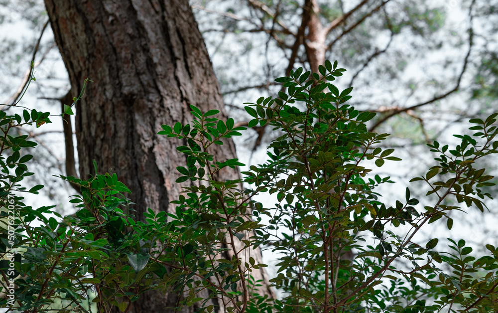 big pine tree body in bushes in dark forest, sky background