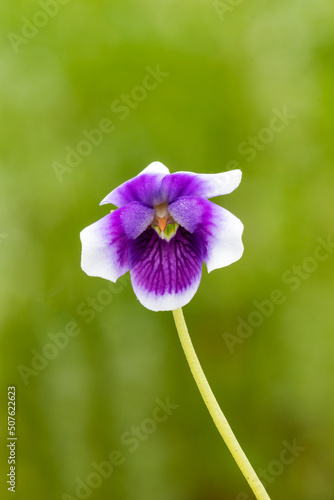 the Australian violet  Viola hederacea 