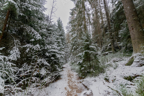 Wallpaper Mural snowy hiking path at the Elbsandsteingebirge (Saxon Switzerland, Germany) Torontodigital.ca