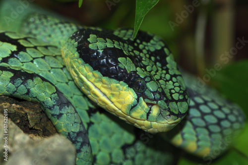 Closeup picture of the Ceylon green pit viper Craspedocephalus (Trimeresurus) trigonocephalus, a venomous arboreal snake endemic to Sri Lanka photographed in a German zoo. photo