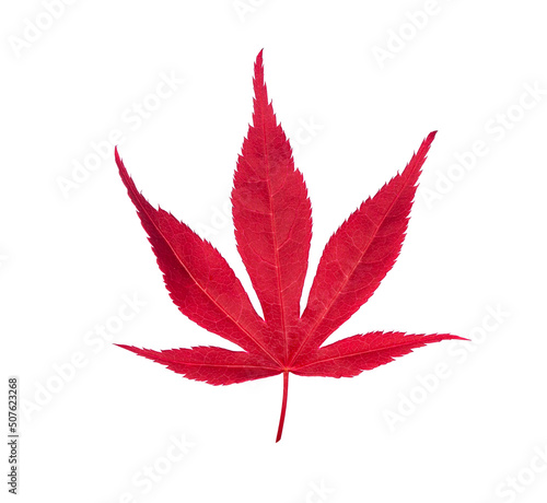 Red bright autumn fall maple leaf close up isolated on white background