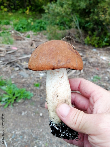 mushroom white mushroom in the hands of a mushroom picker, plucked in the forest