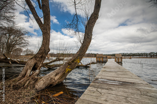 tree on the shore