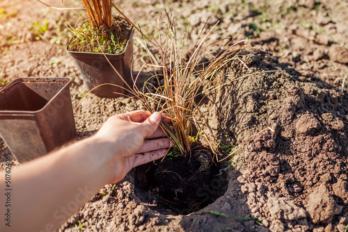 Planting bronze hair sedge into soil. Gardener plants leatherleaf carex in ground in spring garden. photo