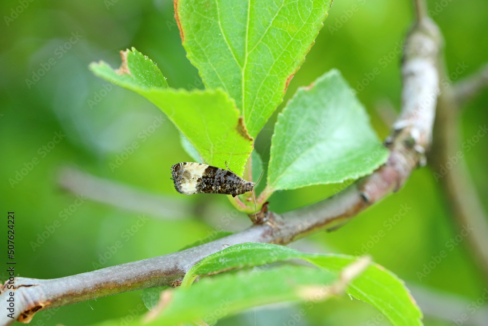 Plum tortrix (Hedya pruniana) on a plum tree. Caterpillars feed on a variety of fruit trees in orchards and gardens. Plum tortrix (Hedya pruniana) on a plum tree. Caterpillars feed on a variety of fruit trees in orchards and gardens.