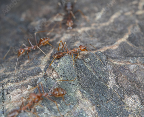  Closeup of red ants on a tree