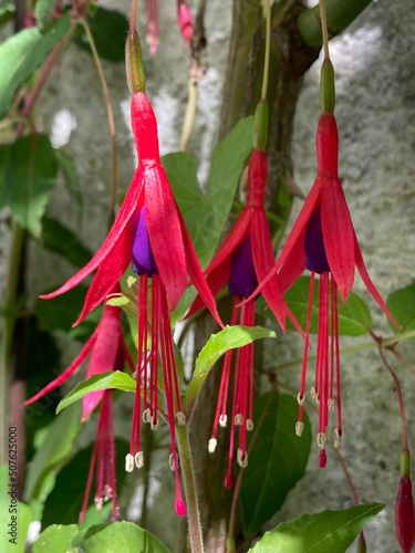 Rote Blüten der Fuchsie  © contadora1999