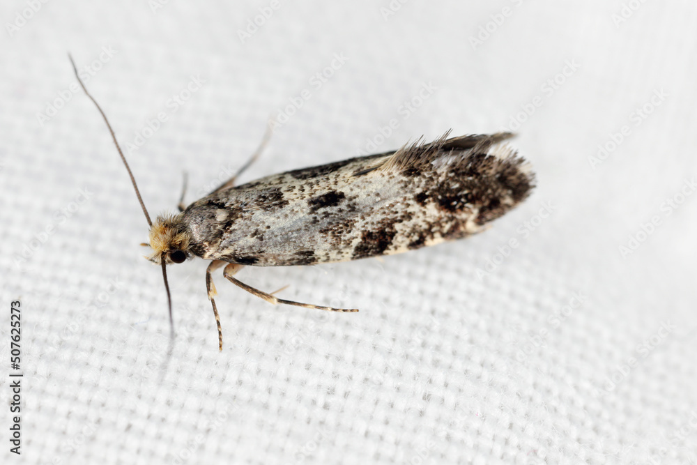 European grain worm or grain moth Nemapogon granella granellus is a ...